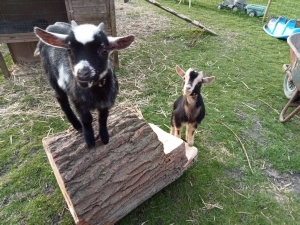 Boerderijcamping de Kapschuur in de provincie Groningen